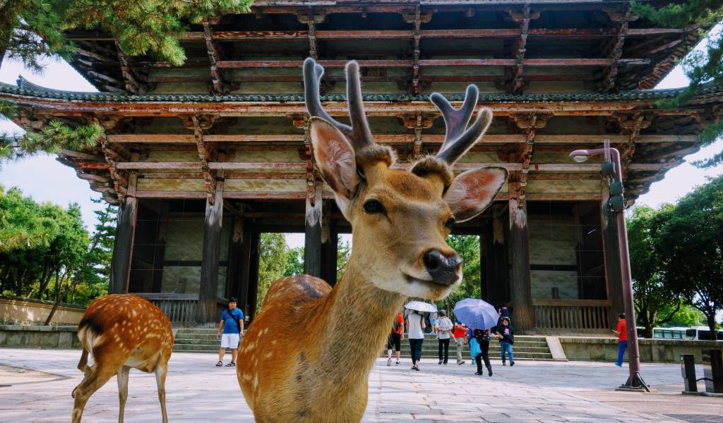 Best The First Trip to Japan Guide Nara Deer