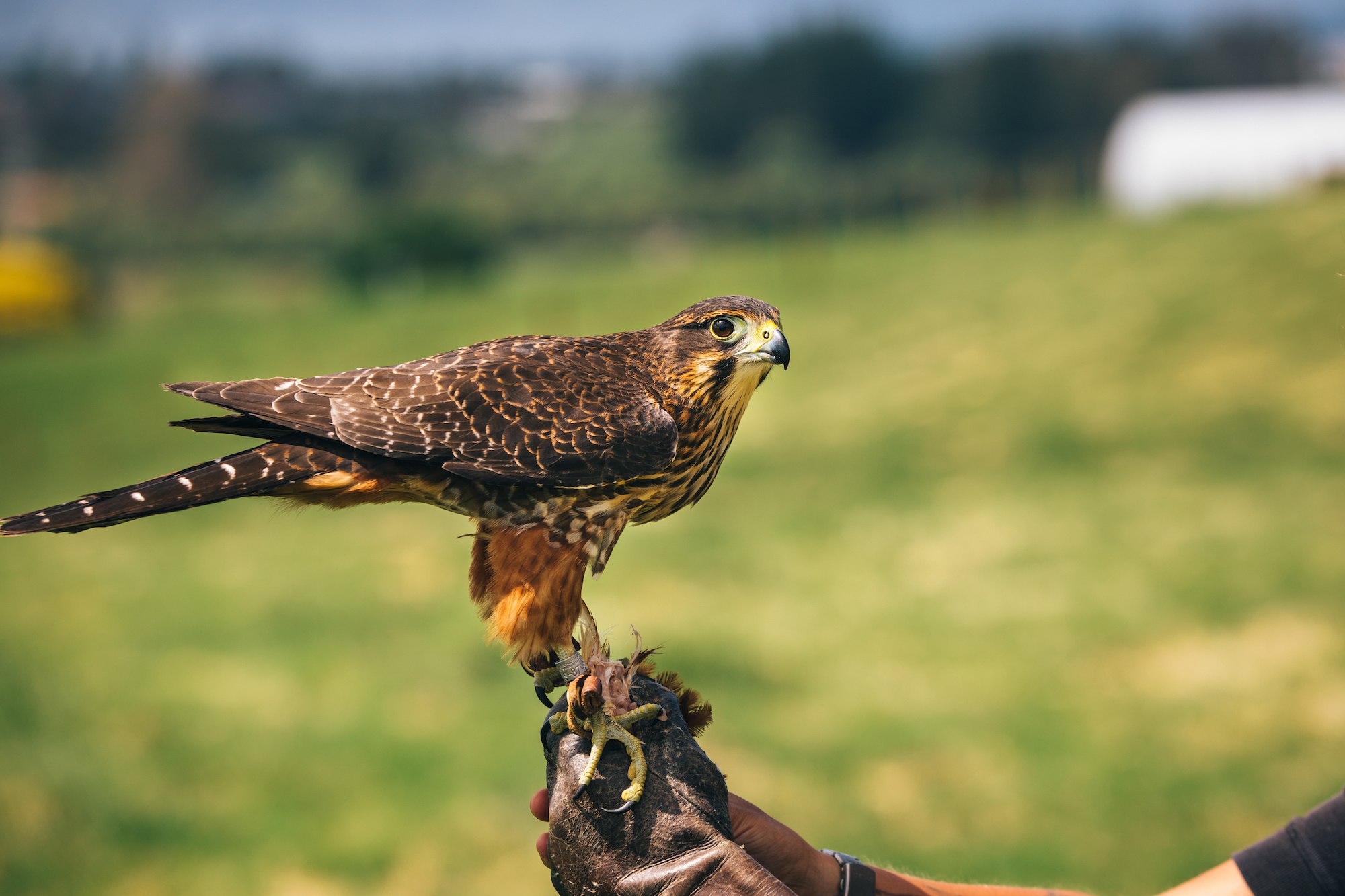You are currently viewing Kārearea: the mysterious New Zealand falcon
