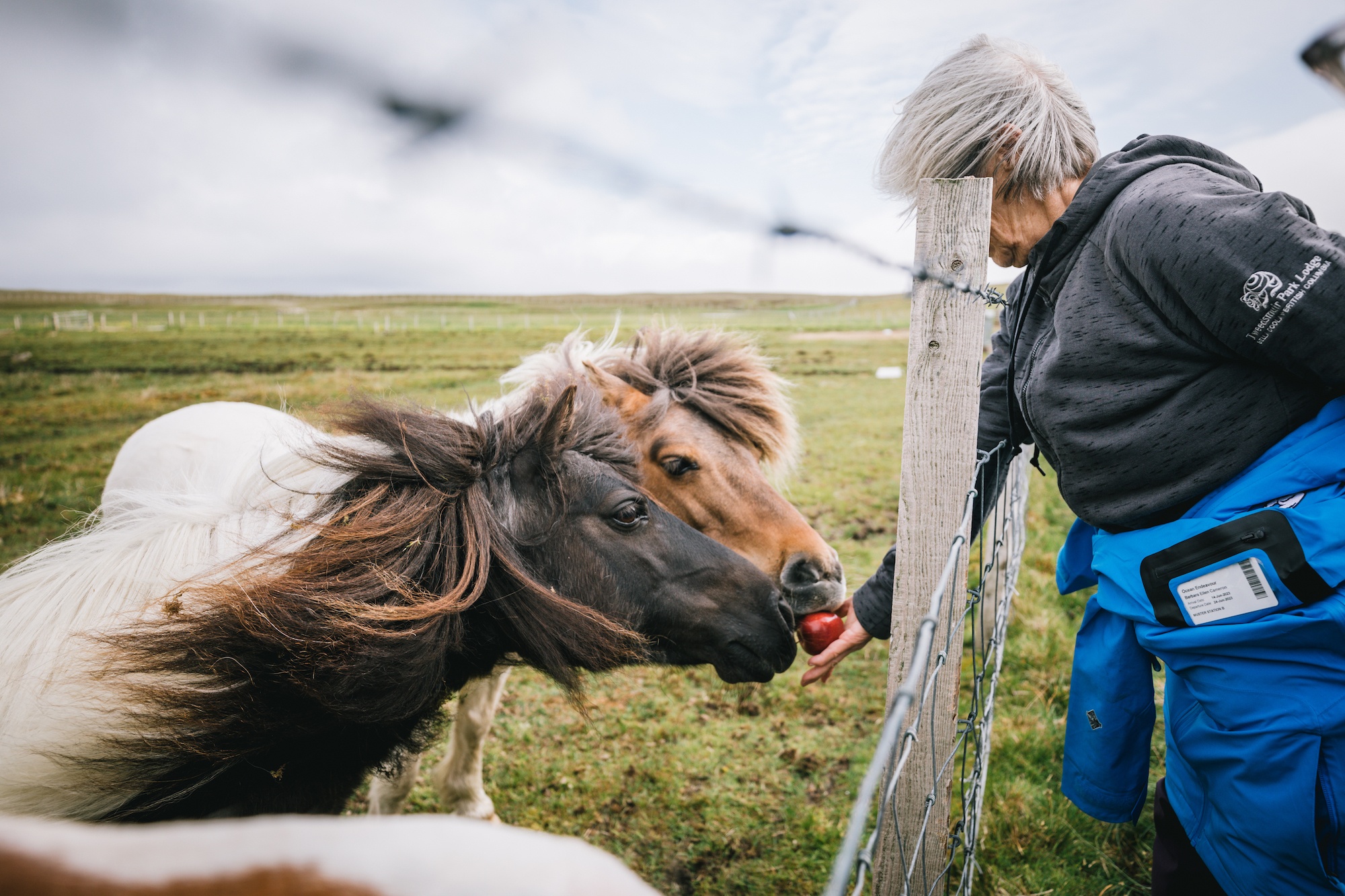 You are currently viewing Portraits of the iconic Shetland pony